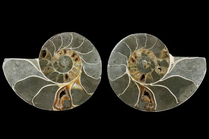 Bargain, Agatized Ammonite Fossil - Madagascar #111505
